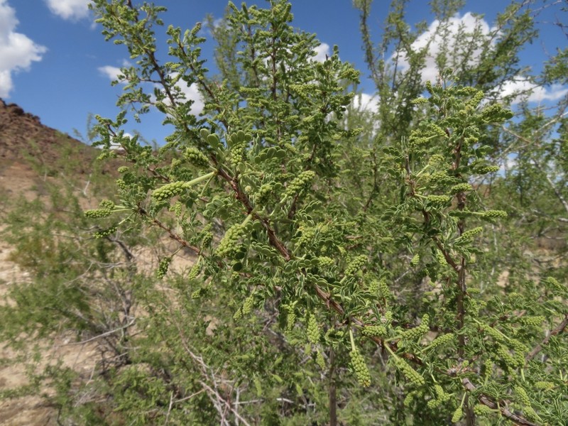 Catclaw Acacia photo 8