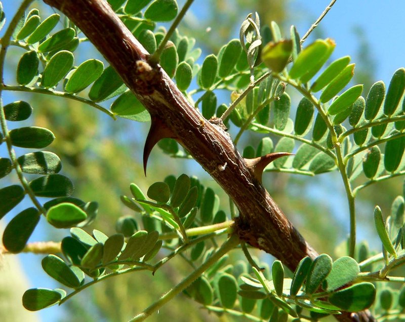 Catclaw Acacia