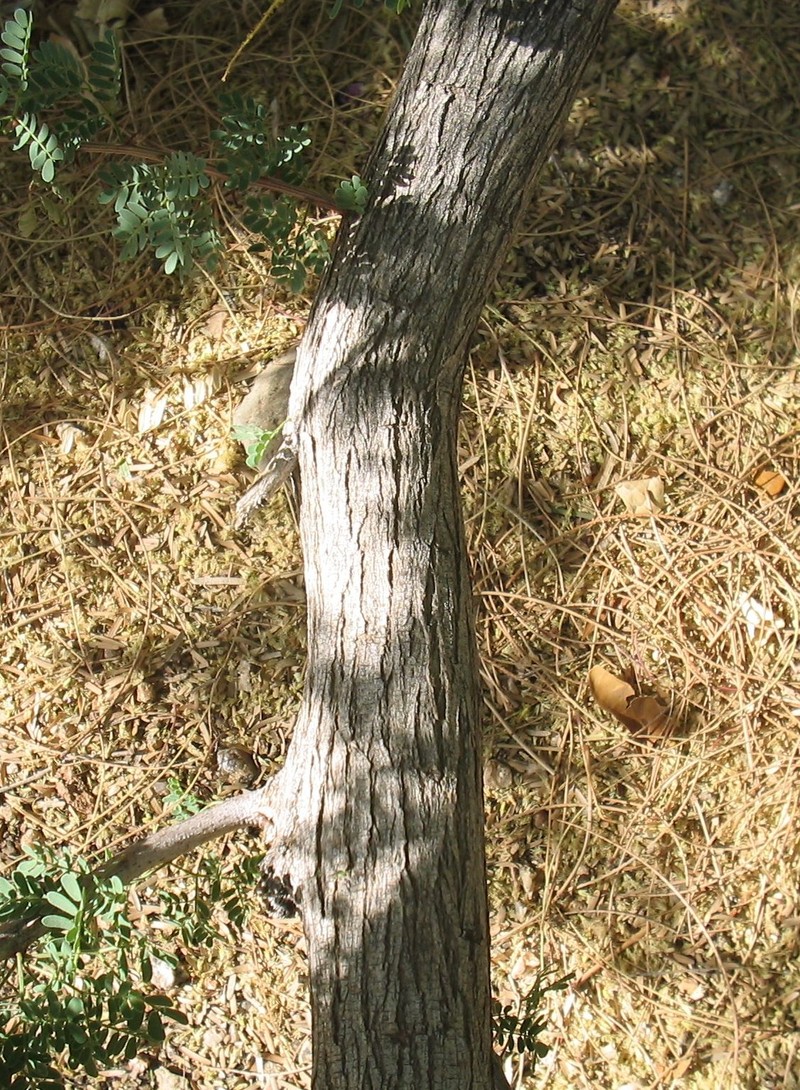 Catclaw Acacia photo 2