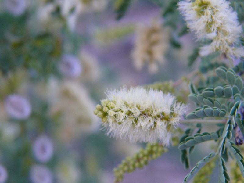 Catclaw Acacia photo 3