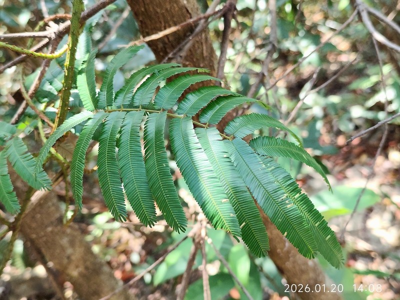 Senegalia guangdongensis