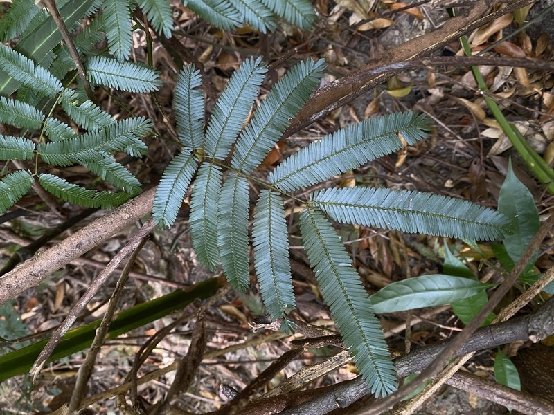 Senegalia guangdongensis photo 2