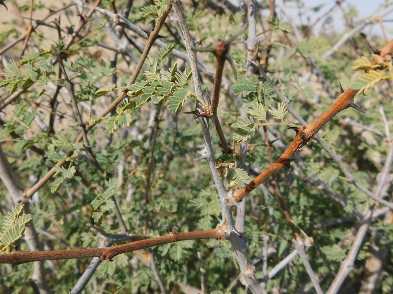 Senegalia hamulosa
