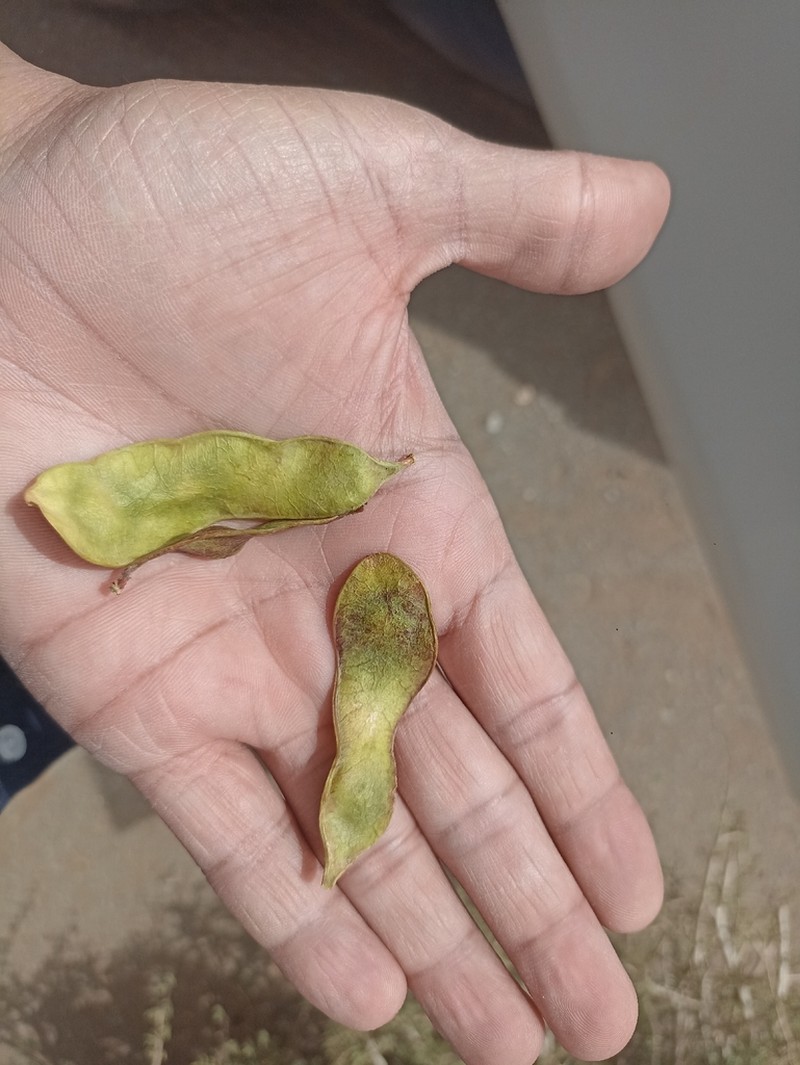 Senegalia hamulosa photo 2