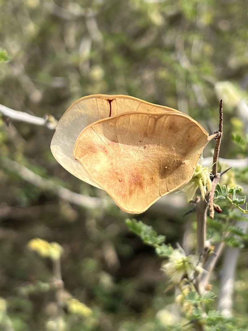 Senegalia hamulosa photo 3