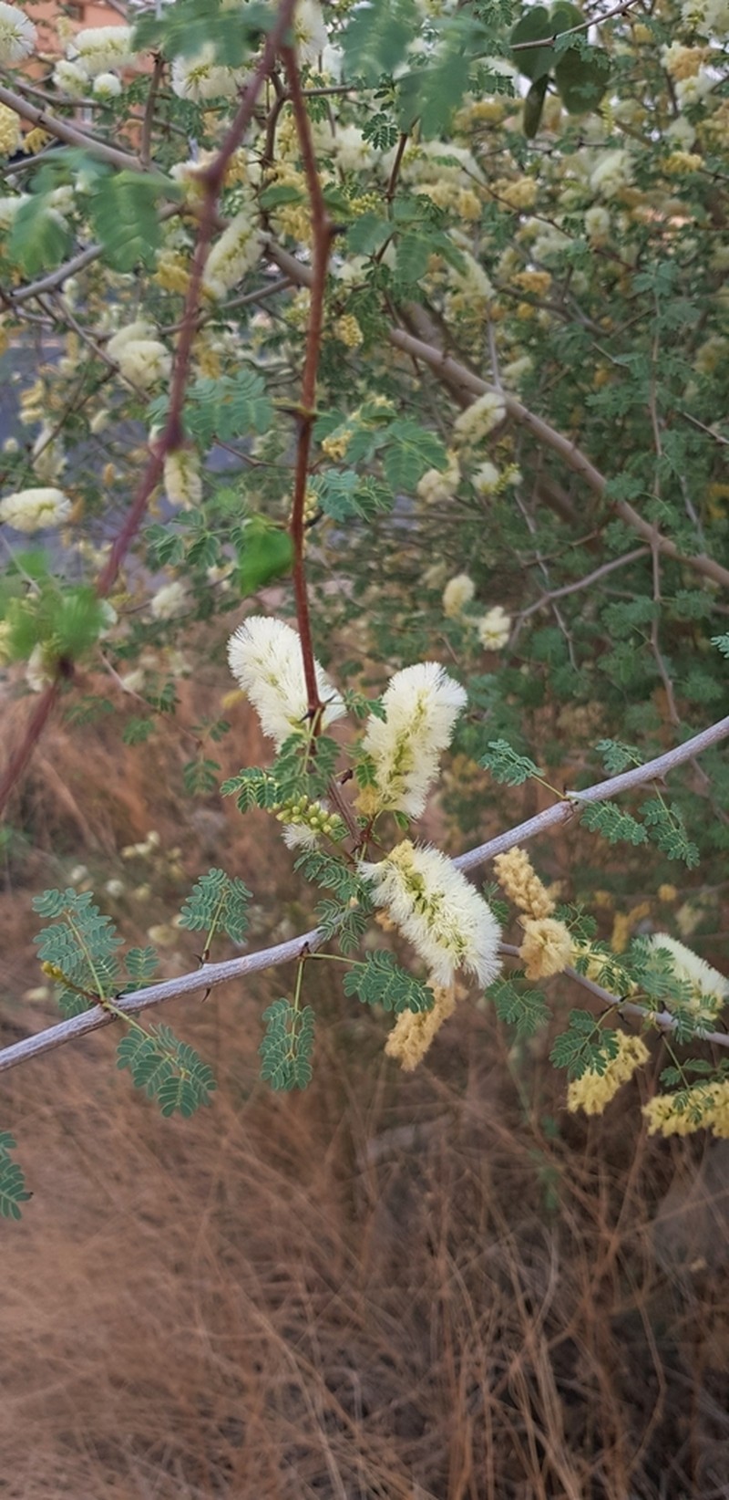 Senegalia hamulosa photo 5