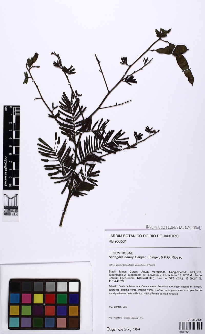 Senegalia harleyi