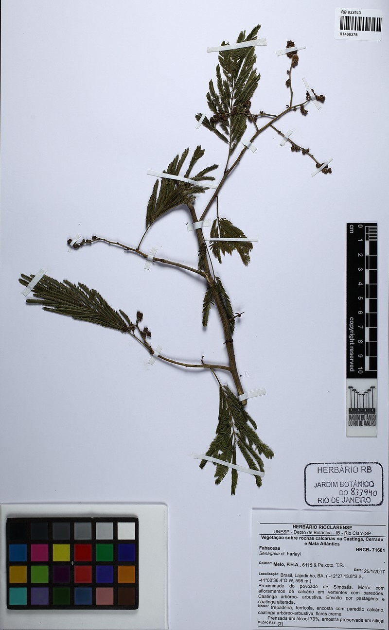 Senegalia harleyi photo 2