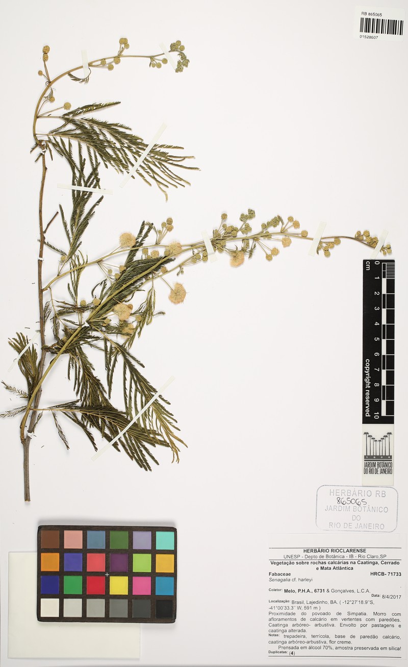 Senegalia harleyi photo 3