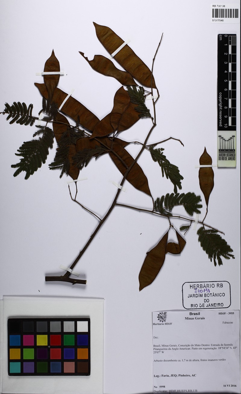 Senegalia hatschbachii