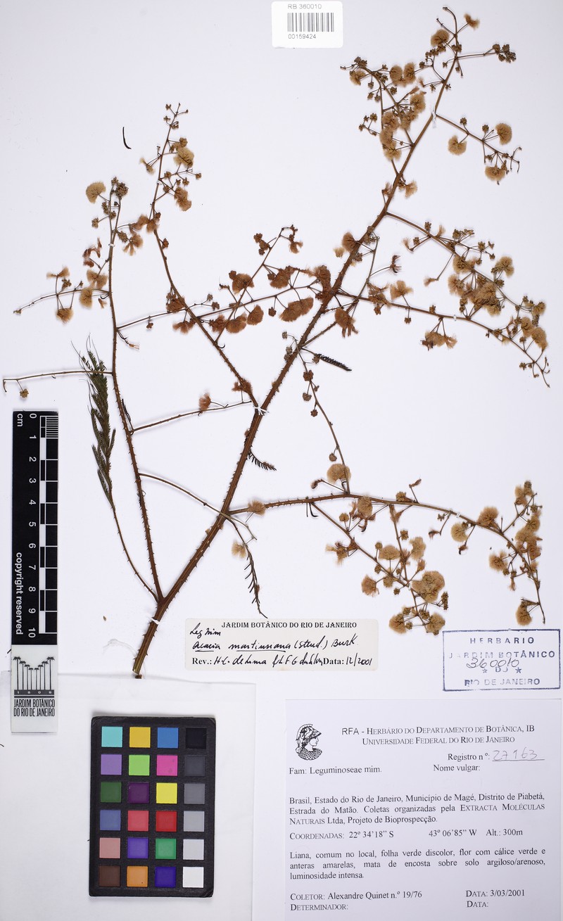 Senegalia hatschbachii photo 2