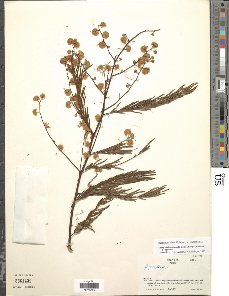Senegalia hatschbachii photo 3