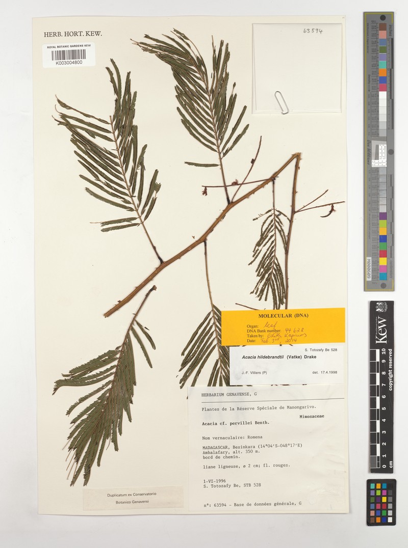 Senegalia hildebrandtii