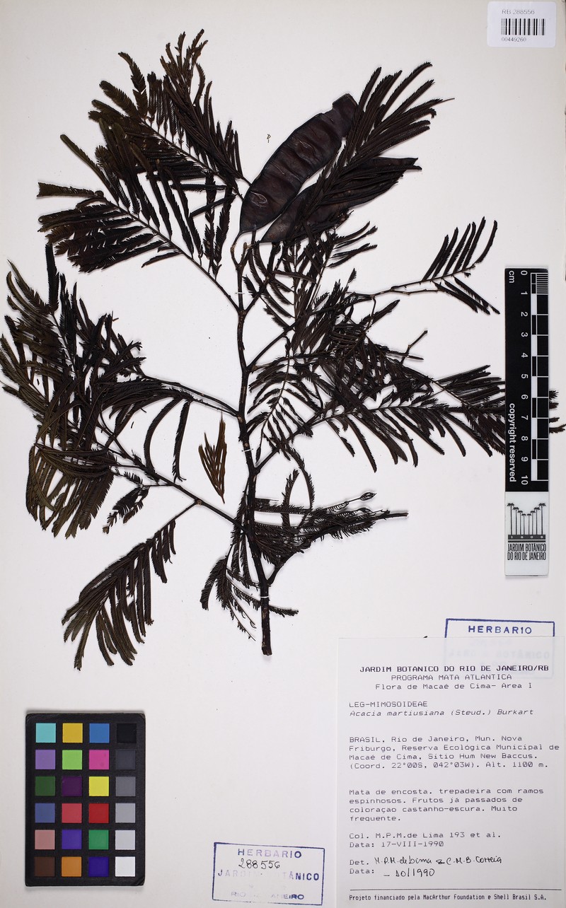Senegalia irwinii