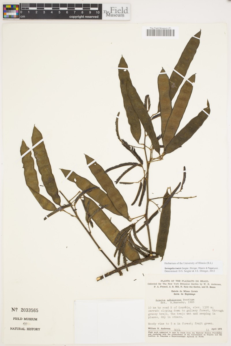 Senegalia irwinii photo 2