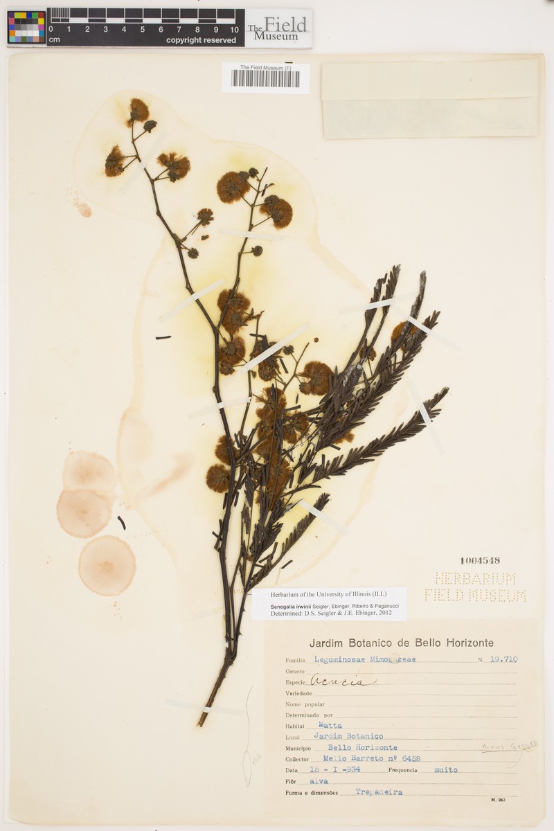 Senegalia irwinii photo 3
