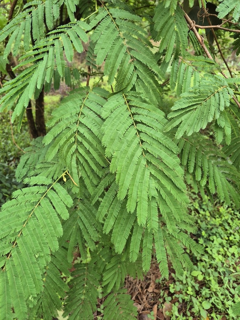 Senegalia kerrii