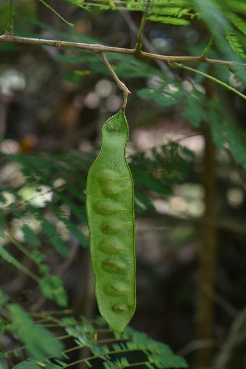 Senegalia kerrii photo 2