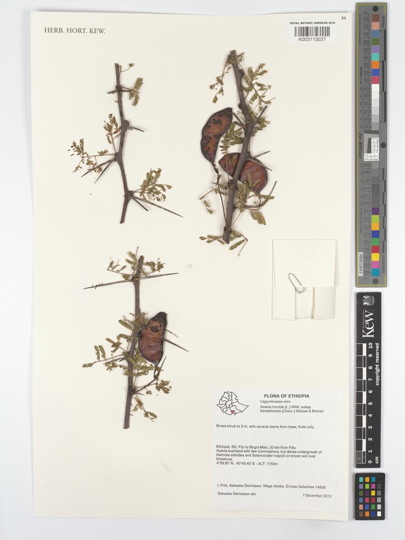 Senegalia kerrii photo 5