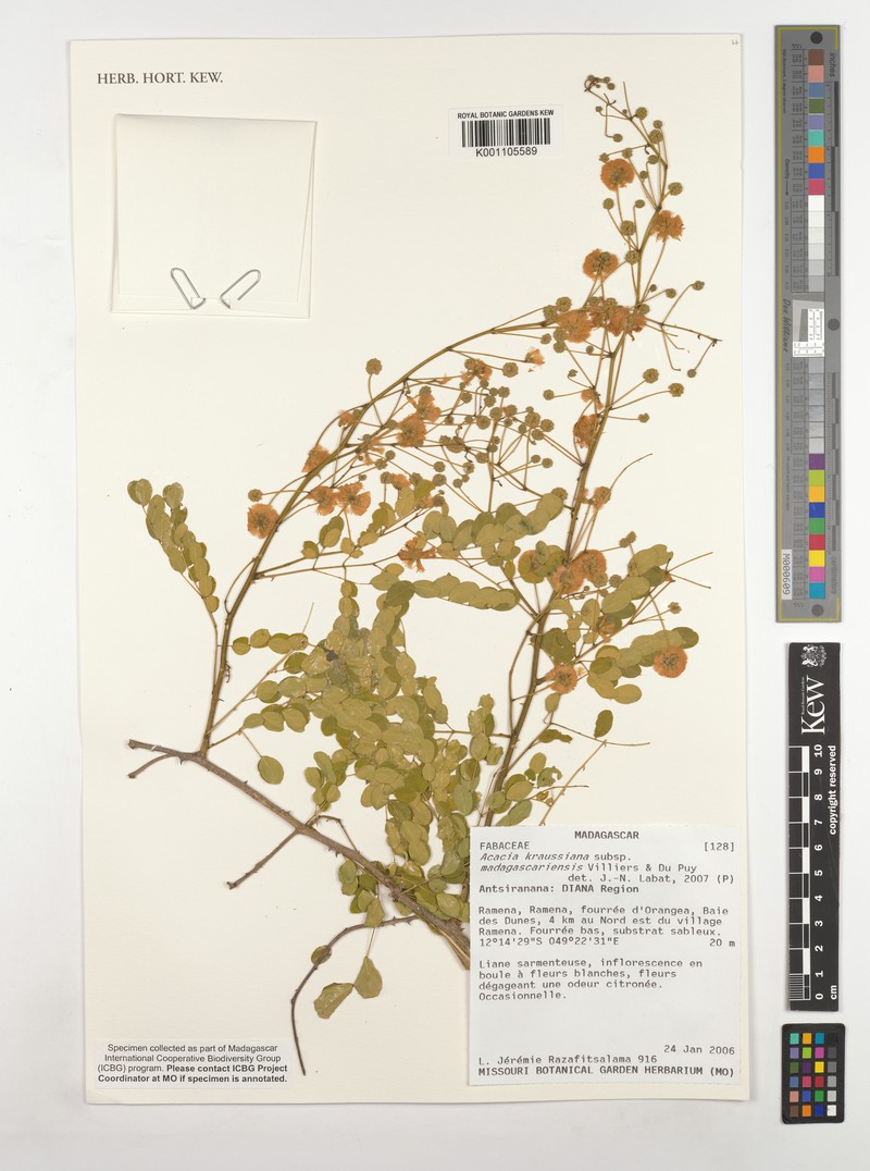 Senegalia kraussiana subsp. madagascariensis