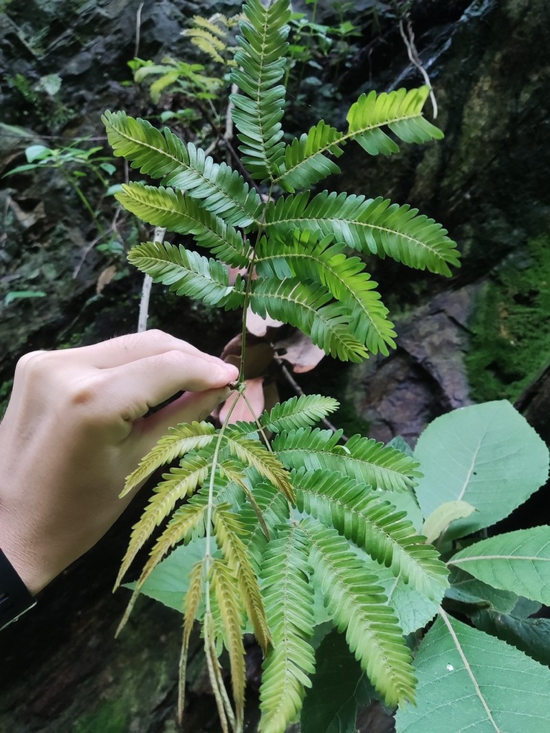 Senegalia kunmingensis