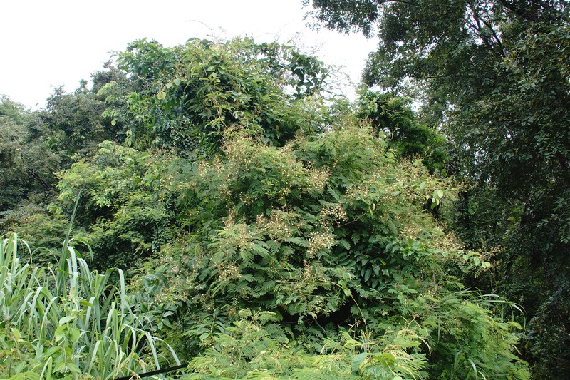 Senegalia megaladena var. megaladena