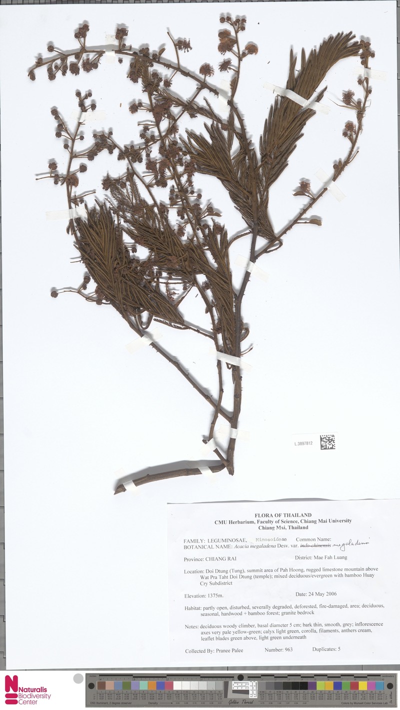 Senegalia megaladena var. megaladena photo 2