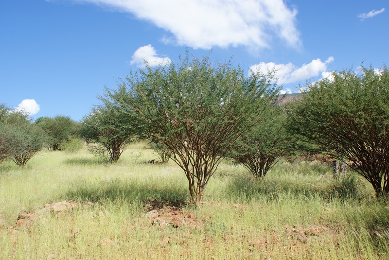 Senegalia mellifera subsp. mellifera