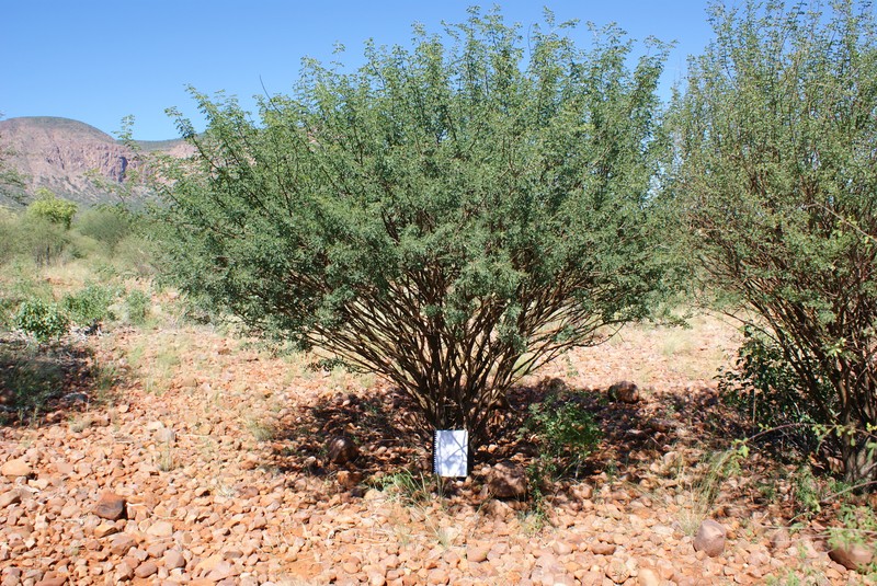 Senegalia mellifera subsp. mellifera photo 2