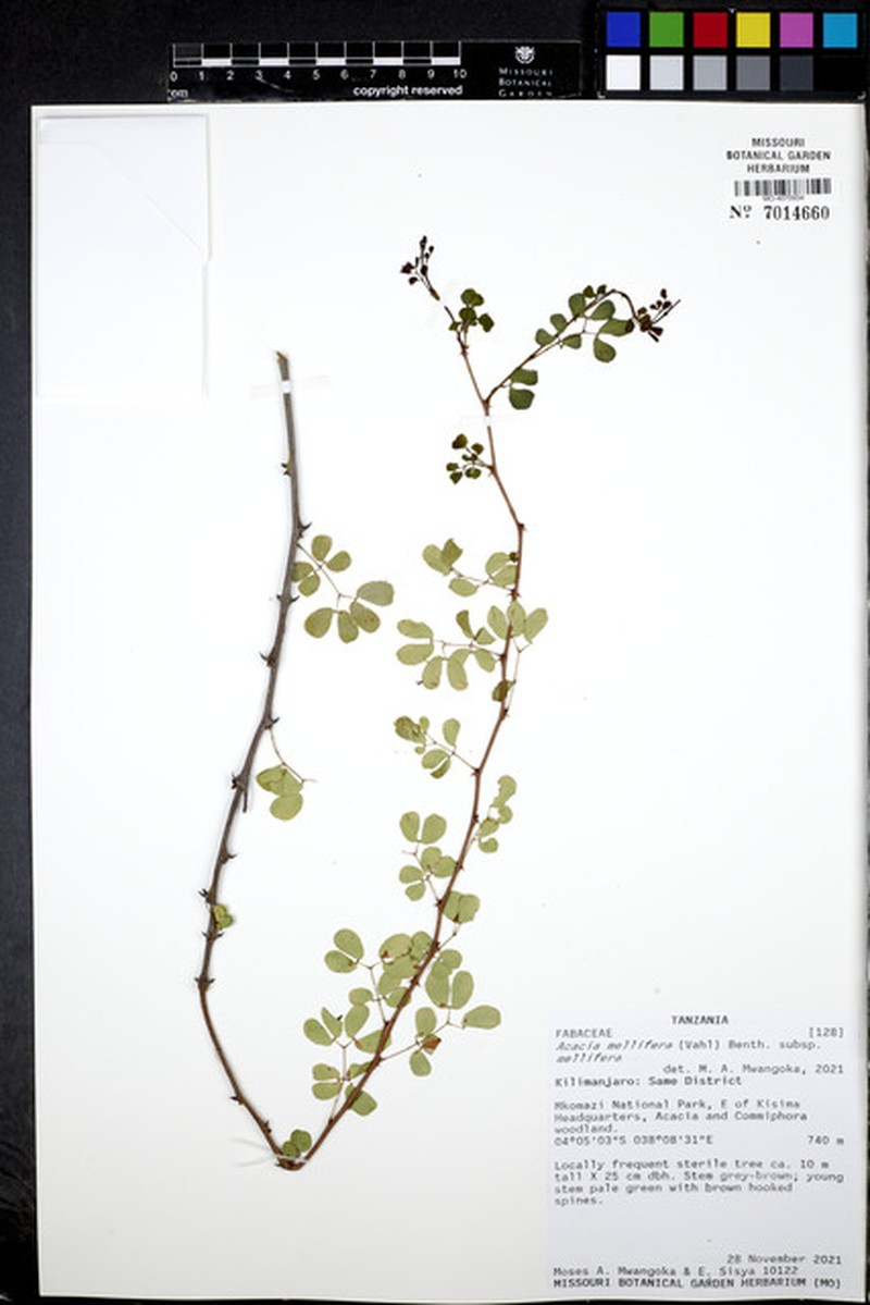 Senegalia mellifera subsp. mellifera photo 4