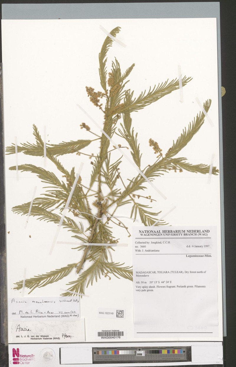 Senegalia menabeensis