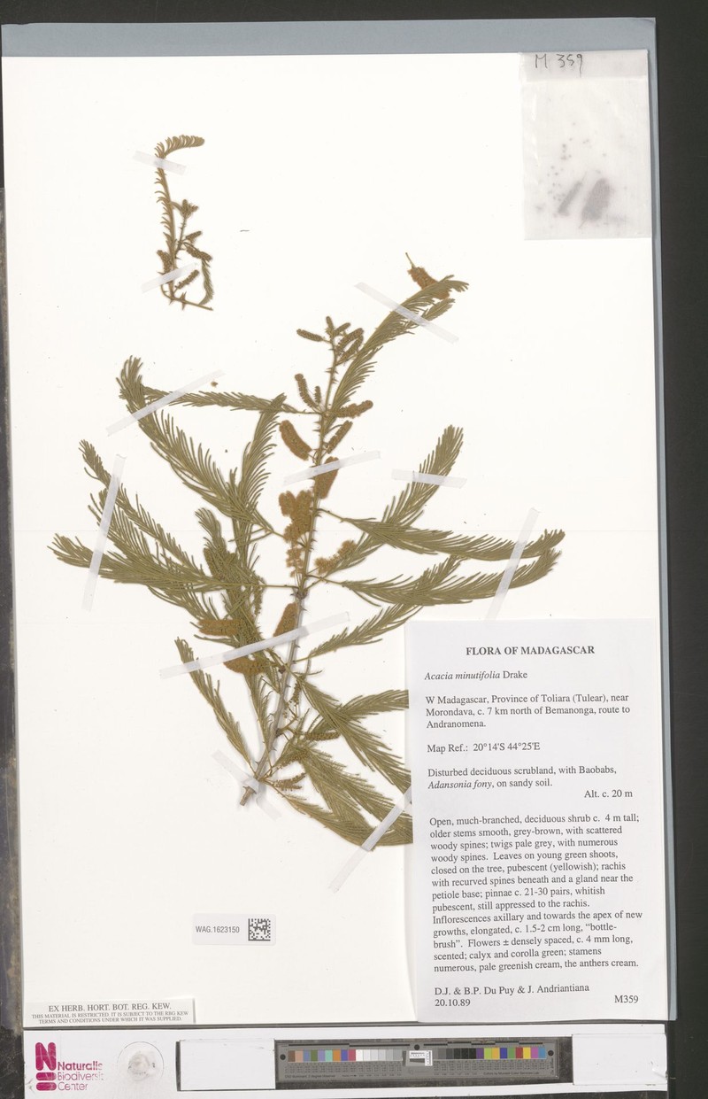Senegalia menabeensis photo 2