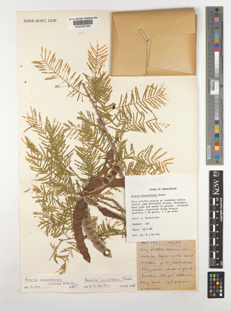 Senegalia menabeensis photo 3