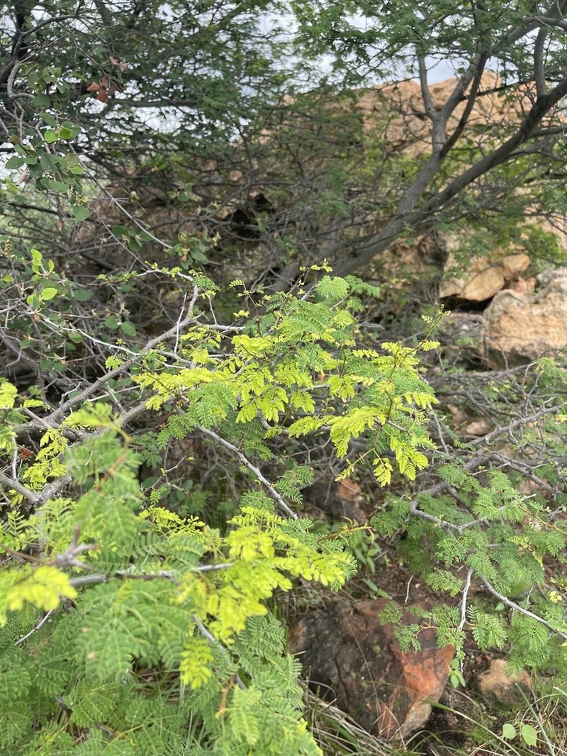 Senegalia montis-salinarum