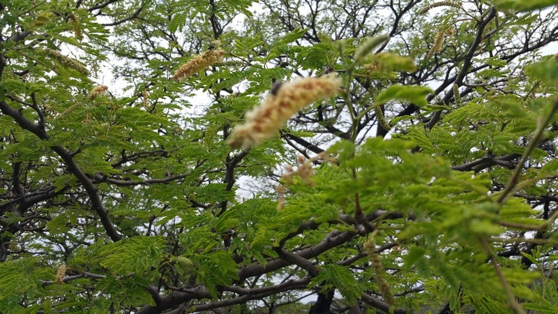 Senegalia montis-salinarum photo 2