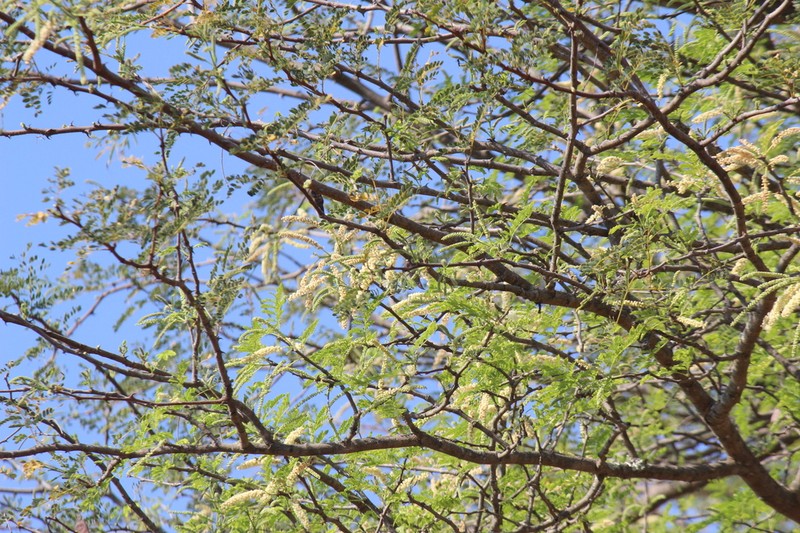 Senegalia montis-salinarum photo 4