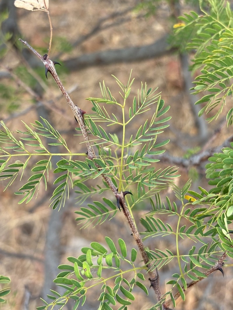 Senegalia montis-salinarum photo 8