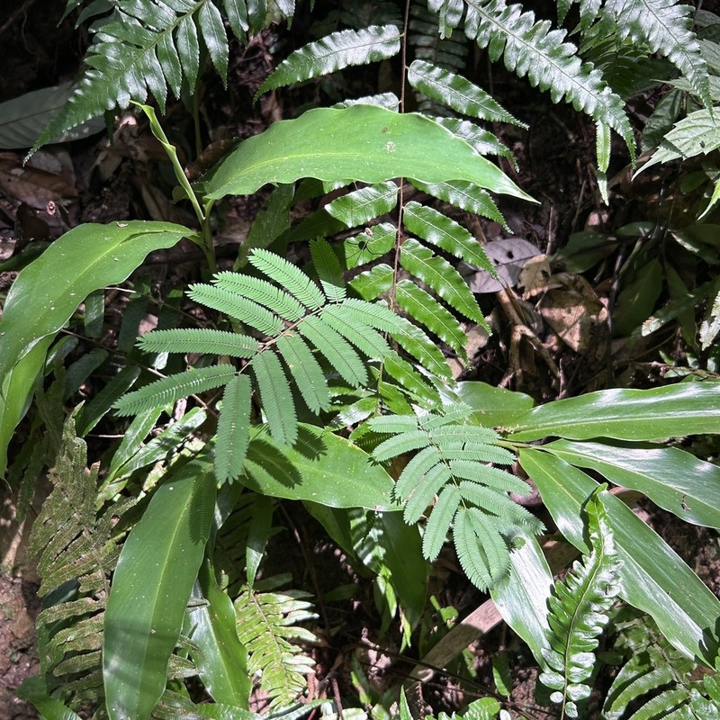 Senegalia orientalis