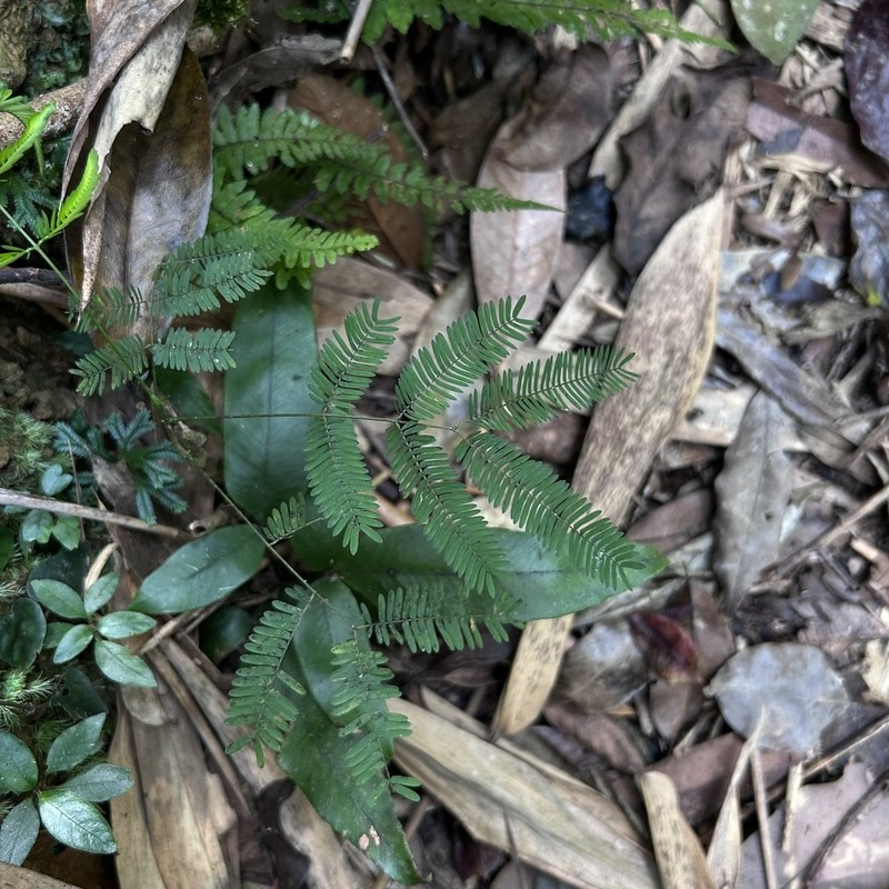 Senegalia orientalis photo 2