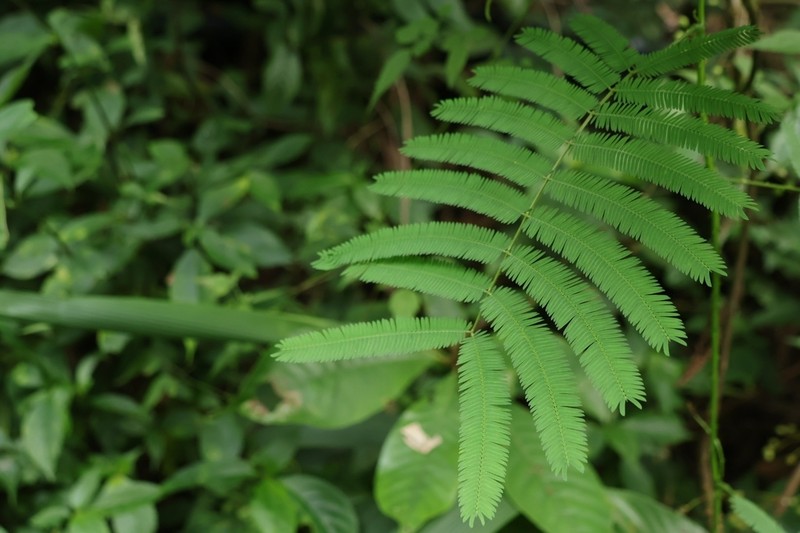 Senegalia orientalis photo 3