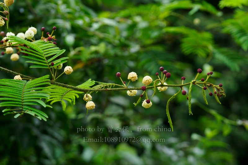 Senegalia orientalis photo 4