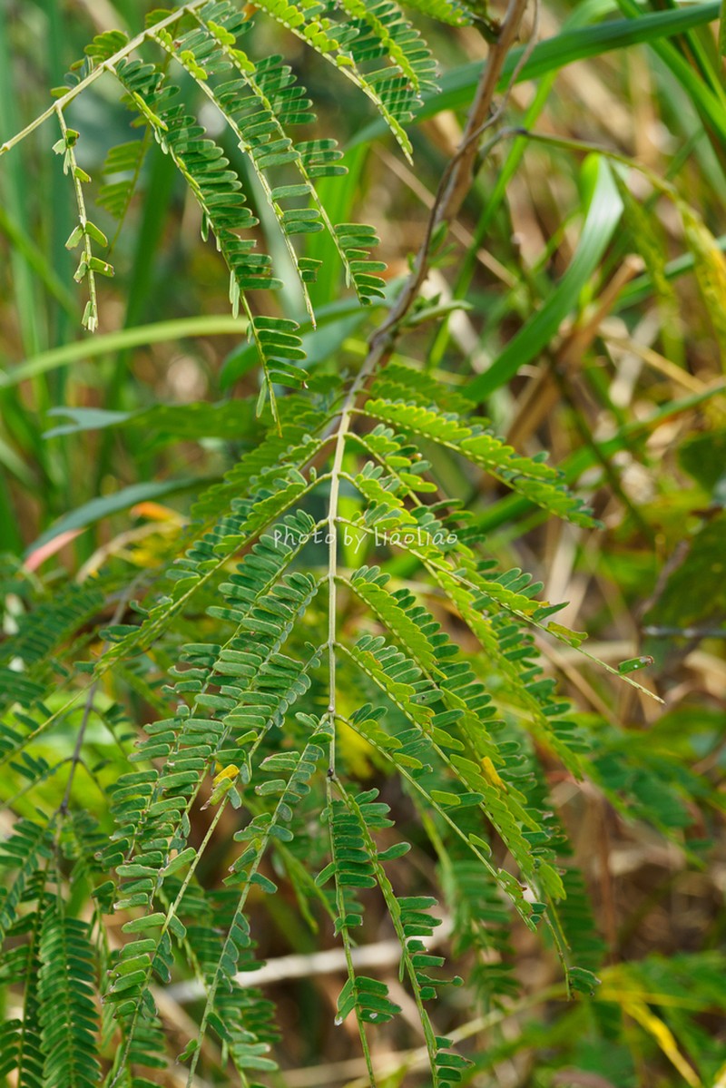Senegalia orientalis photo 5