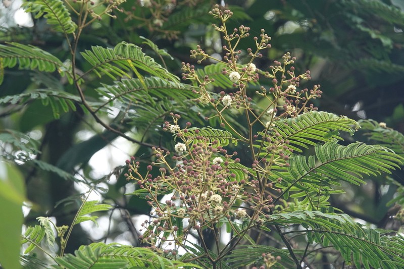 Senegalia orientalis photo 6