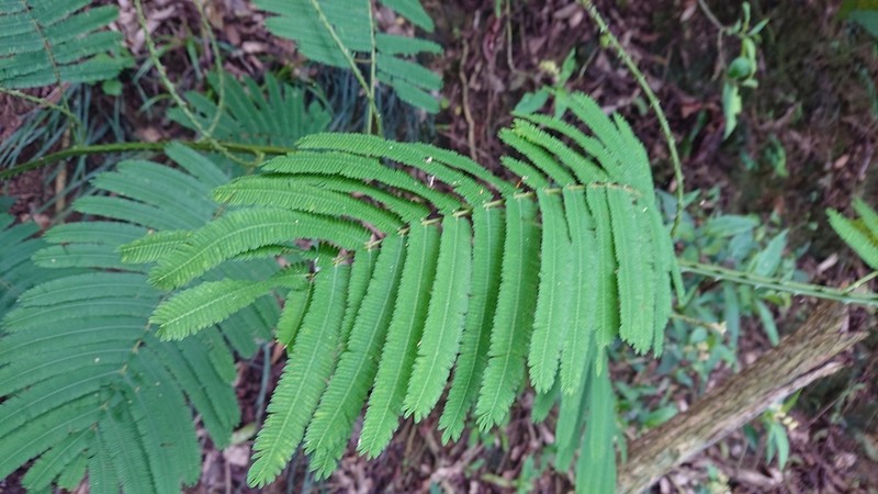 Senegalia orientalis photo 7