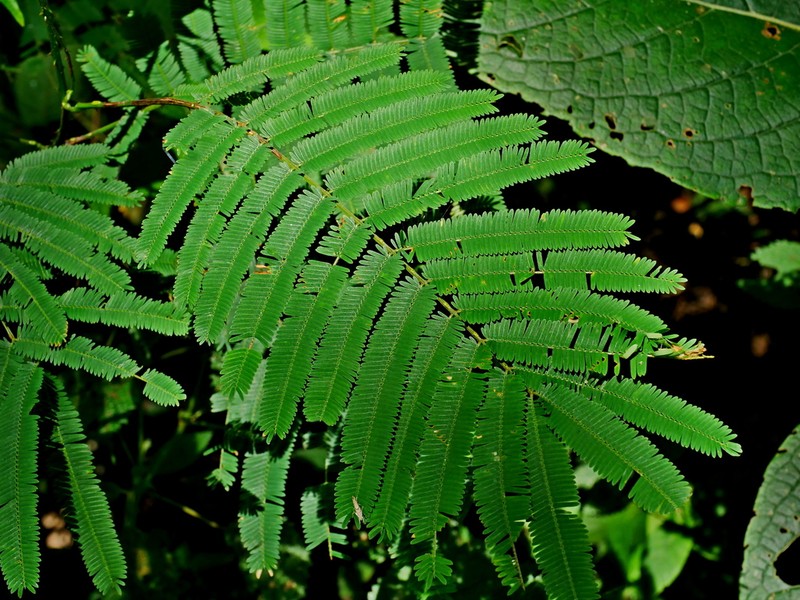 Senegalia orientalis photo 8