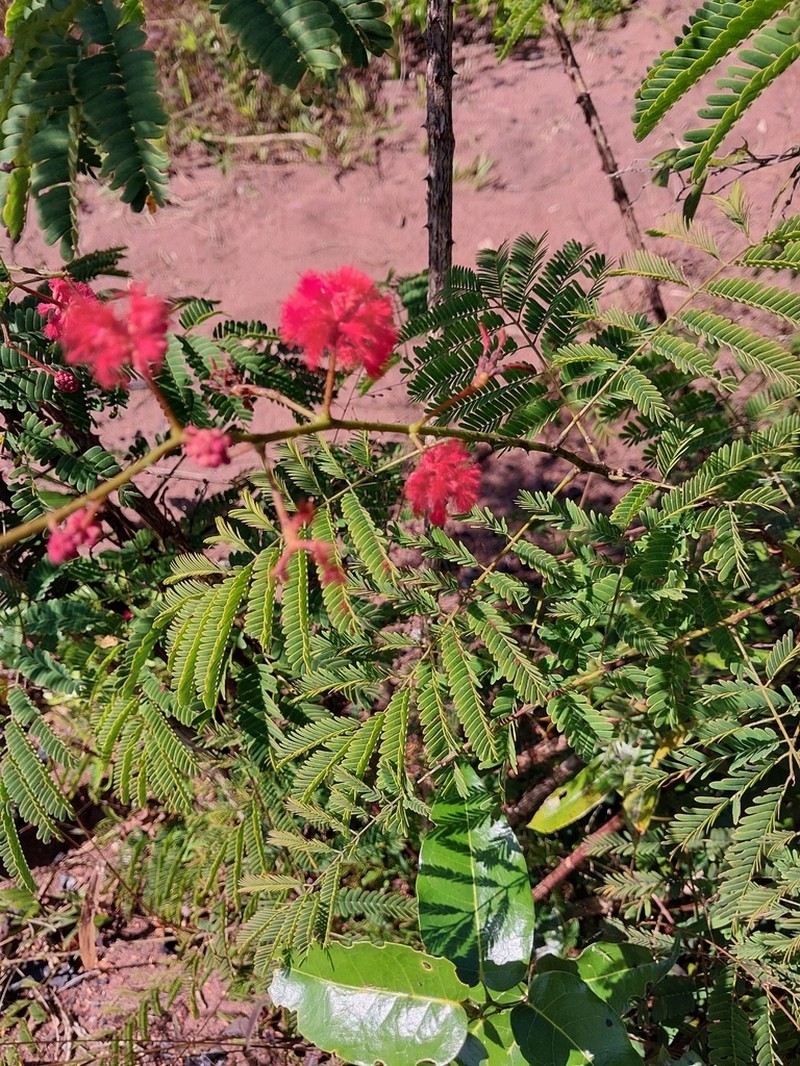 Senegalia pervillei