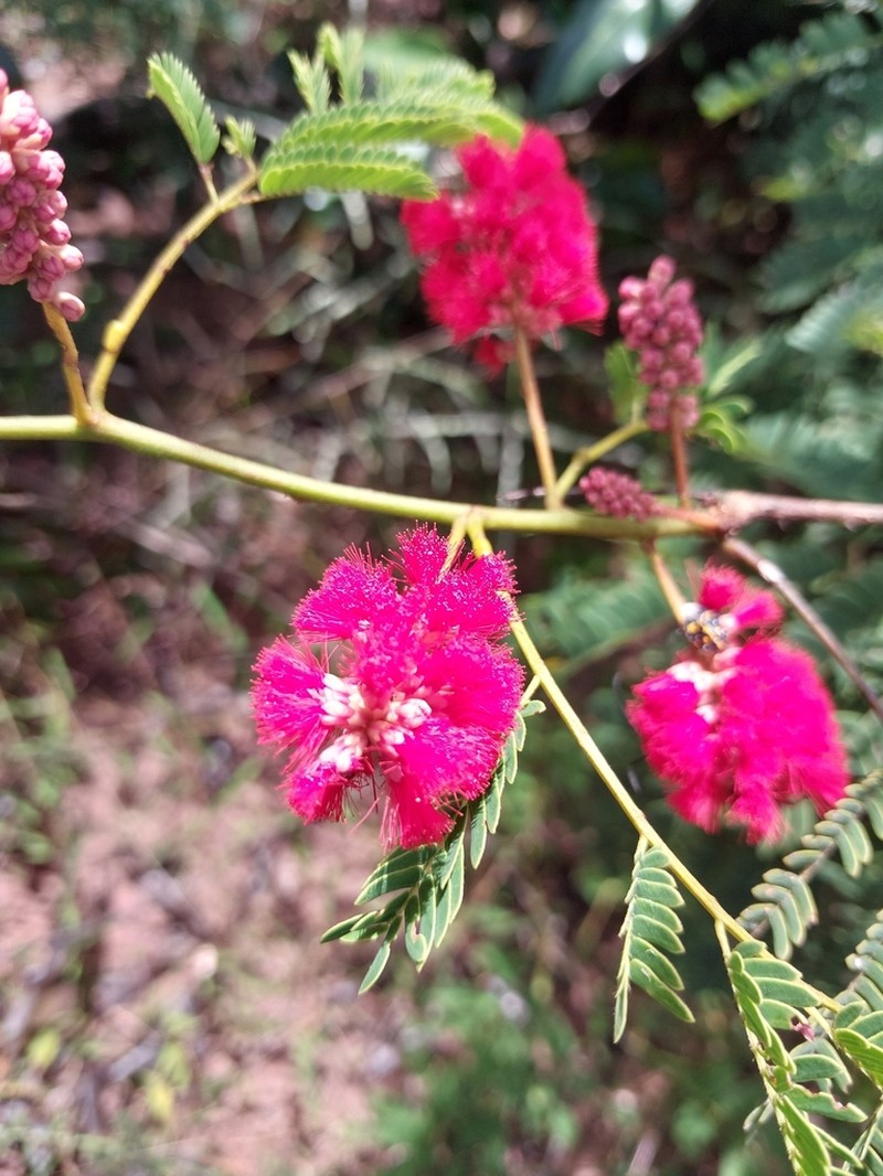 Senegalia pervillei photo 2