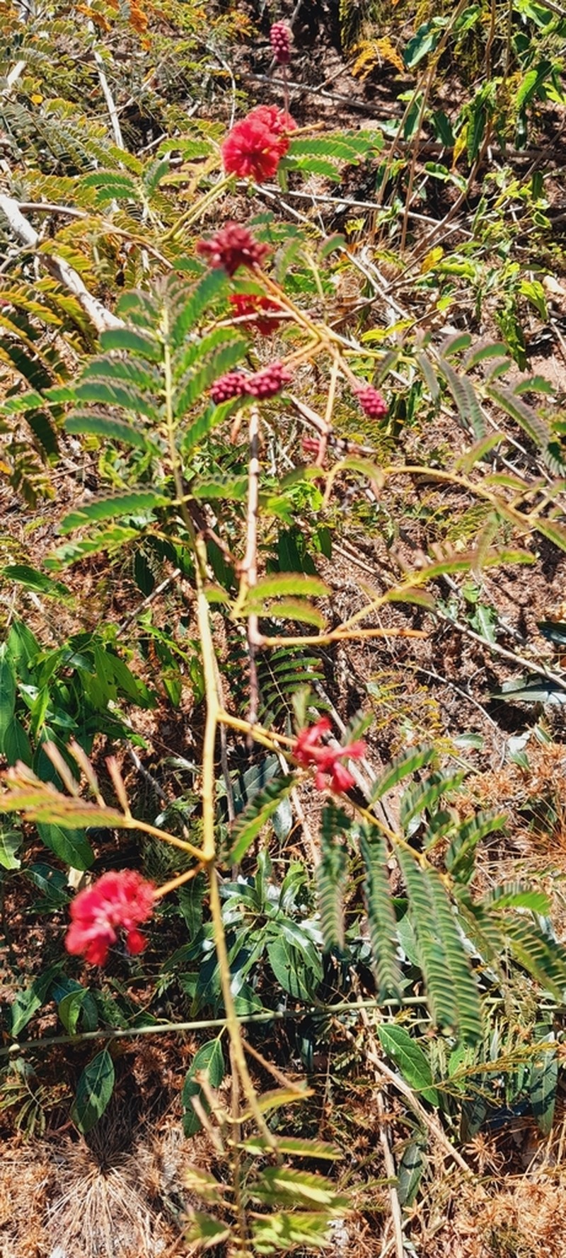 Senegalia pervillei photo 3
