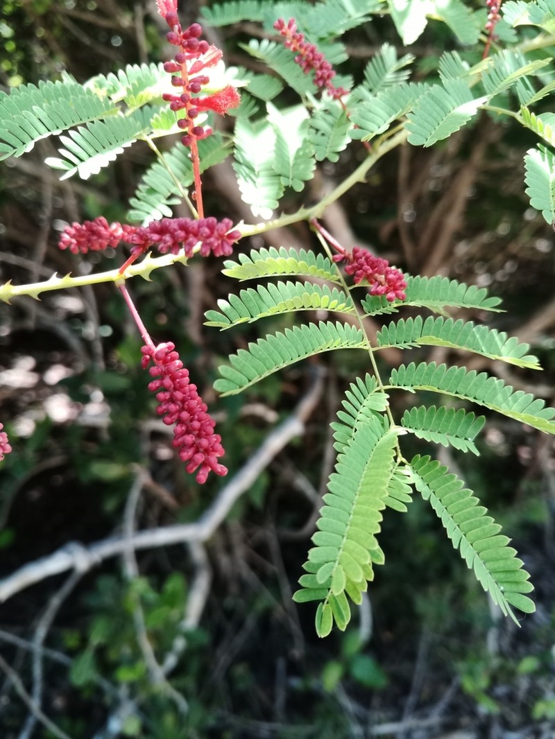 Senegalia pervillei photo 5