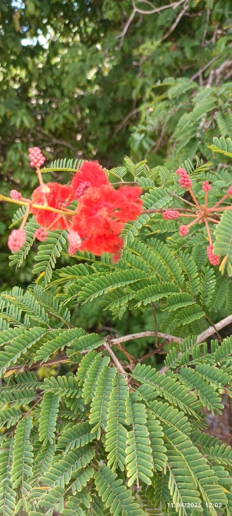 Senegalia pervillei photo 6